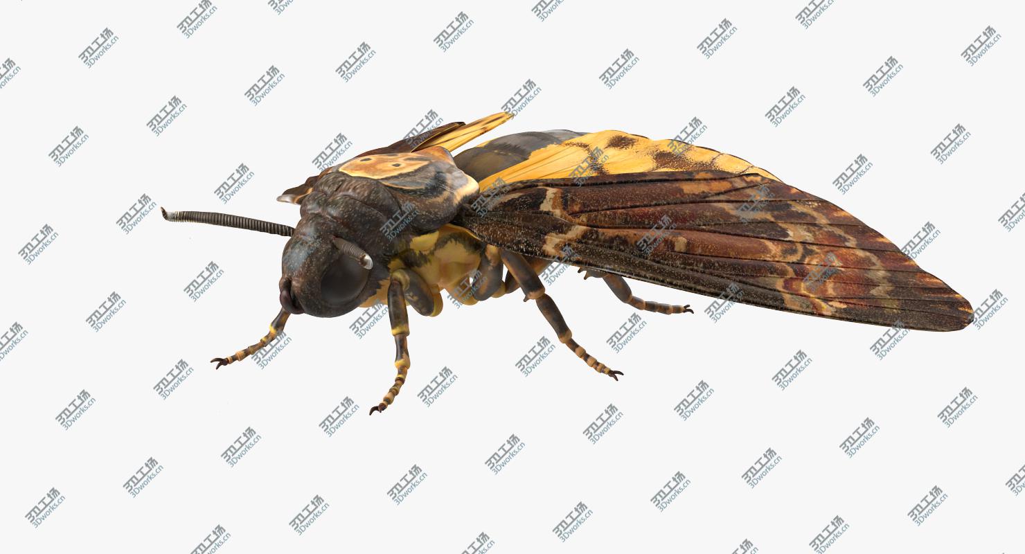images/goods_img/20210319/Deaths Head Hawkmoth Rigged for Cinema 4D/2.jpg